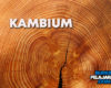 Pengertian Kambium Ciri Struktur Jenis Macam Fungsi dan Contoh