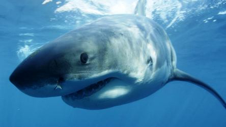 Contoh Hewan Ovovivipar Ikan Hiu