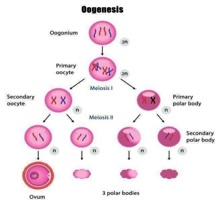 Gambar Oogenesis