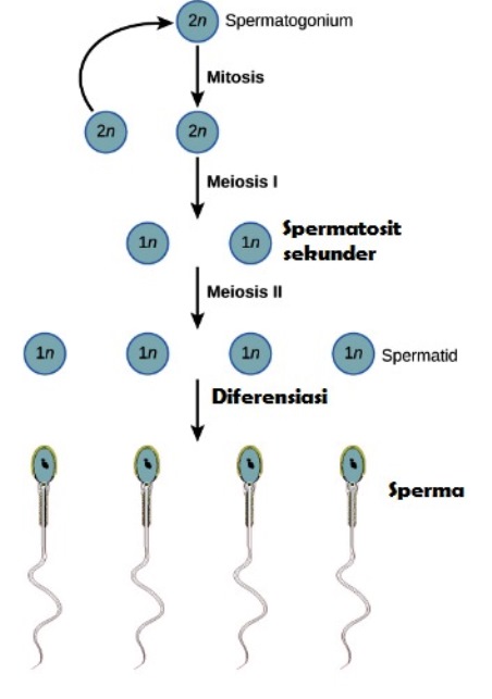 Gambar Spermatogenesis