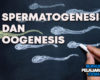 Pengertian Spermatogenesis dan Oogenesis Definisi Gambar Tahapan Proses & Perbedaan