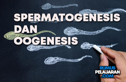 Pengertian Spermatogenesis dan Oogenesis Definisi Gambar Tahapan Proses & Perbedaan