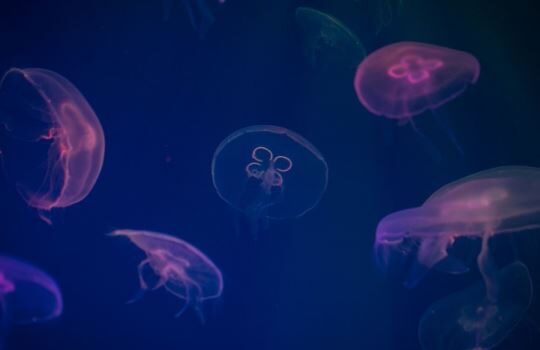 Berikut Ini Organ yang Terlibat dalam Sistem Ekskresi Manusia Adalah