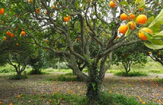 Apa yang Disebut Akar, Batang, Bunga, Biji, Daun, Buah